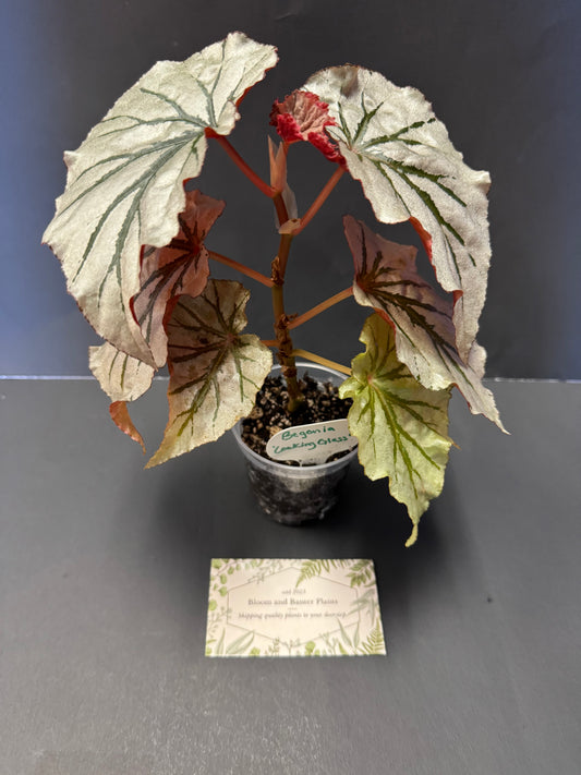 Begonia looking glass Plant