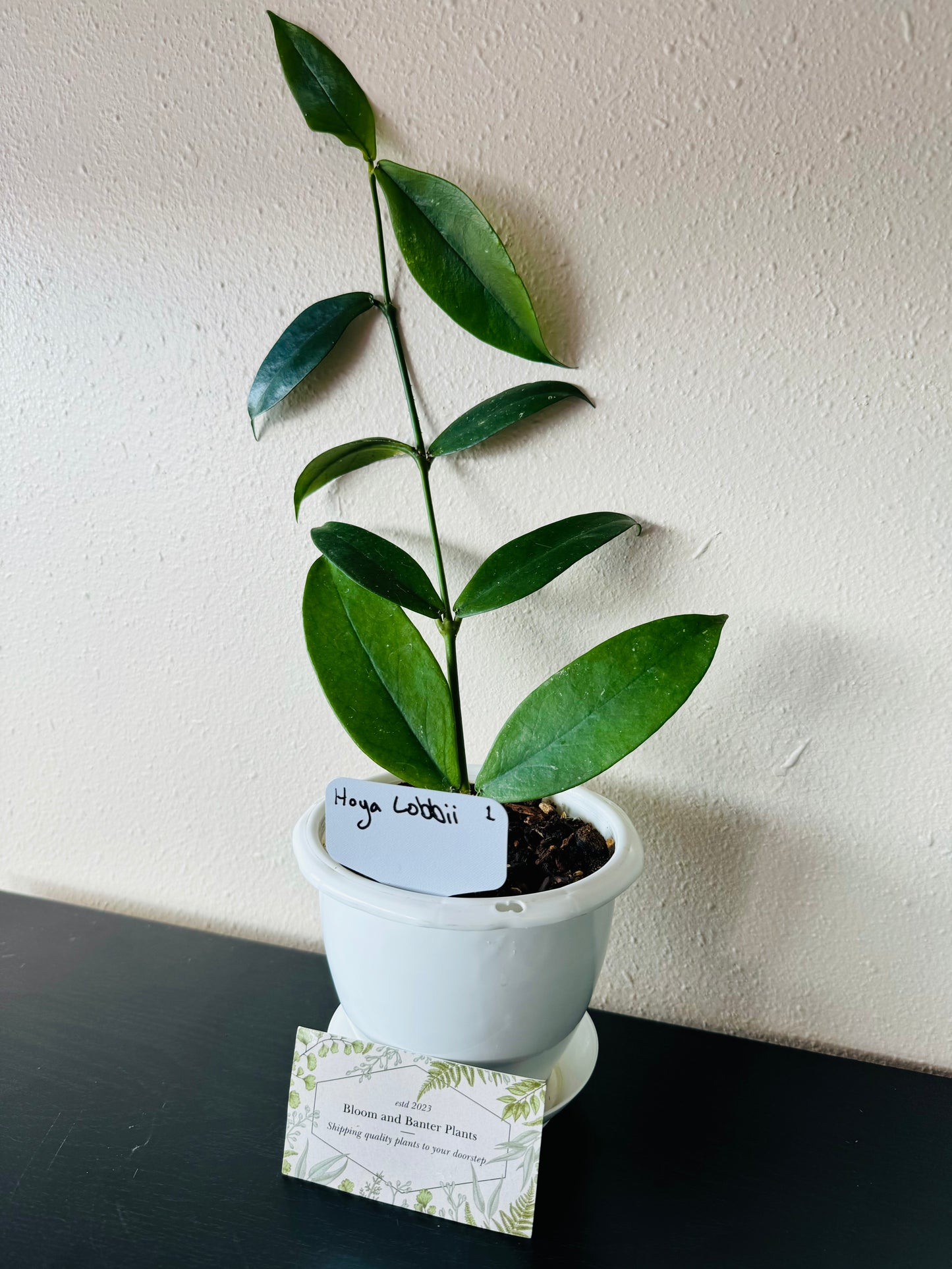Hoya Lobbii Plant