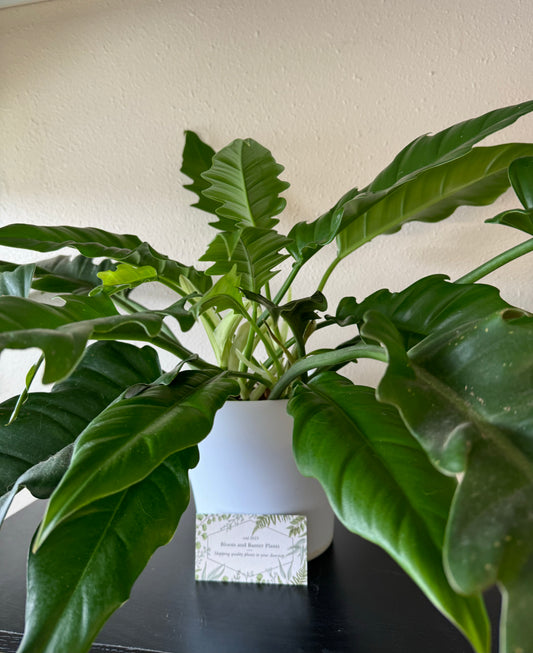 Tiger tooth Philodendron plant