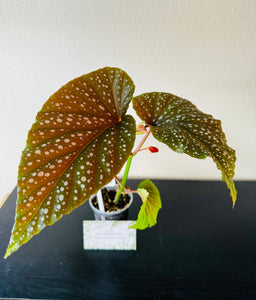 Begonia Maculata Flamingo Queen plant