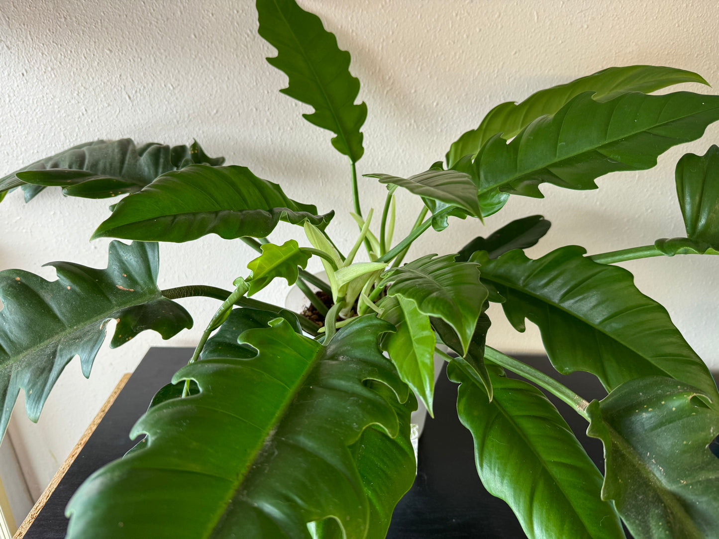 Tiger tooth Philodendron plant