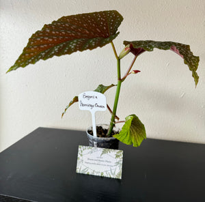 Begonia Maculata Flamingo Queen plant