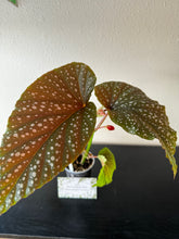 Load image into Gallery viewer, Begonia Maculata Flamingo Queen plant