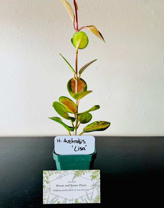 Hoya Australis ‘Lisa’ plant