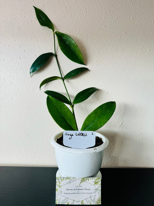 Hoya Lobbii Plant