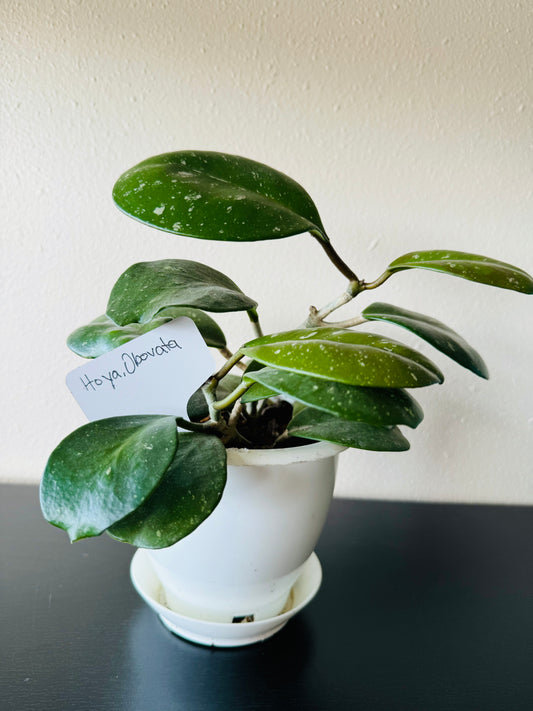 Hoya Obovata Plant