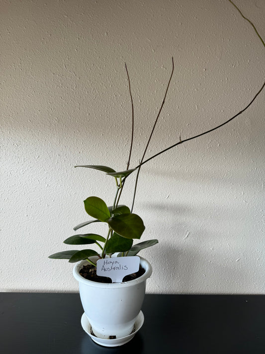 Hoya Australis Plant