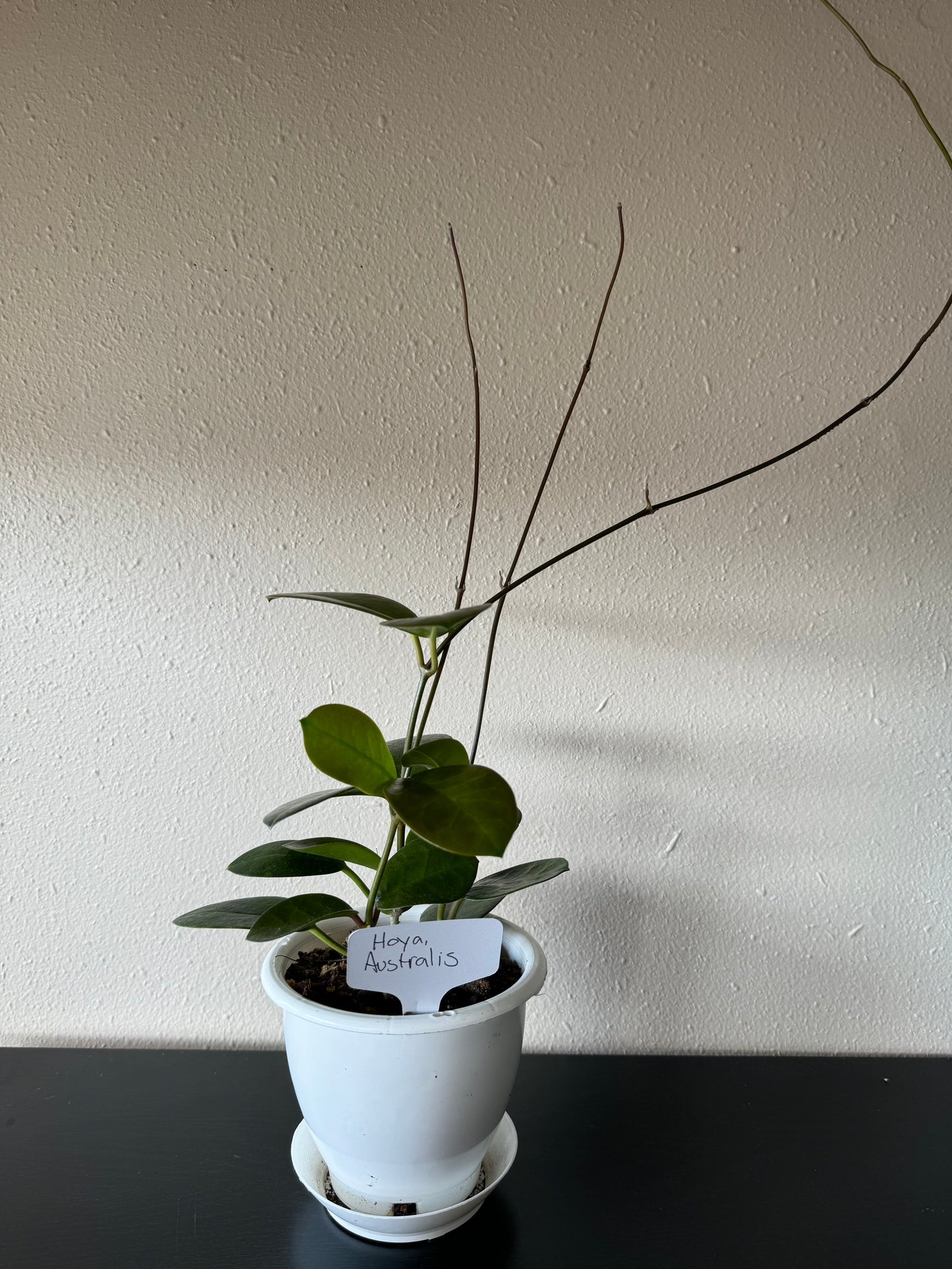 Hoya Australis Plant